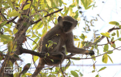 singe vervet lors d'un safari en famille au botswana